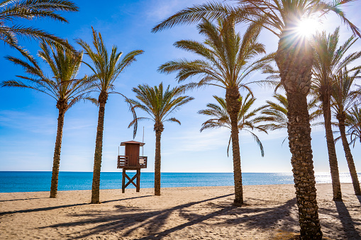 Beach del Duque palm tree on the beach on the Atlantic Ocean wild vegetation Tenerife