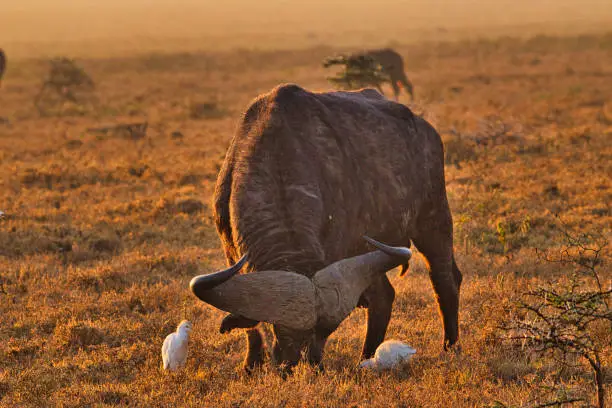 Buffalo in Tsavo East National Park, Amboseli, Samburu, Nakuru, and Tsavo West in Kenya