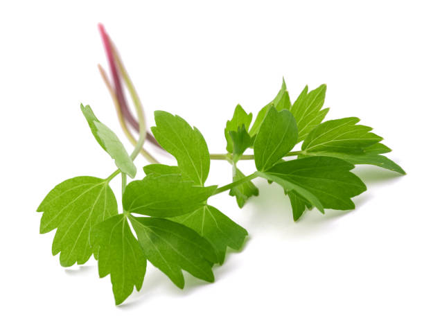 Fresh lovage Fresh lovage isolated on white background lovage stock pictures, royalty-free photos & images