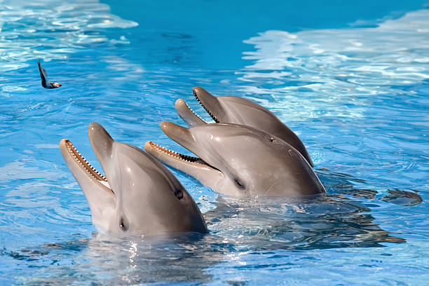 istock Feeding of dolphins in aquarium 136376675
