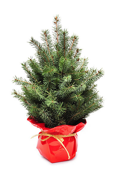istock young plant of christmas tree 136376678
