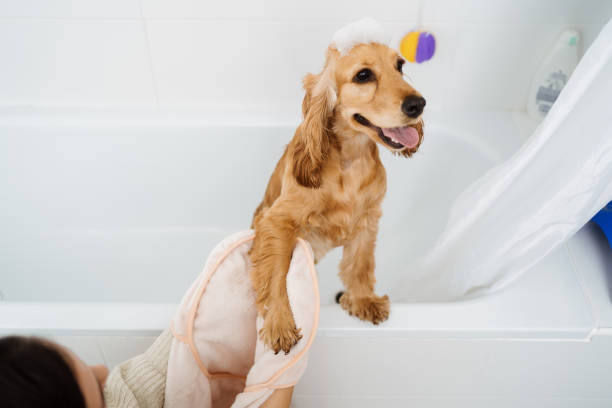 istock Woman with a Lovely Dog taking a bathroom 1363767019