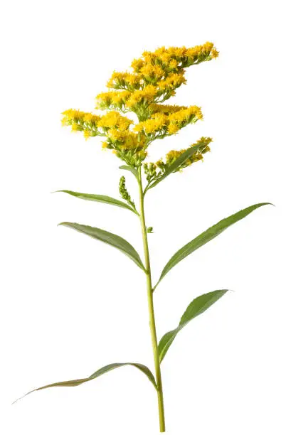 Yellow goldenrod flowers isolated on white background