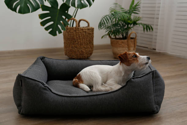 istock Adorable small breed dog chilling at home. 1363767299