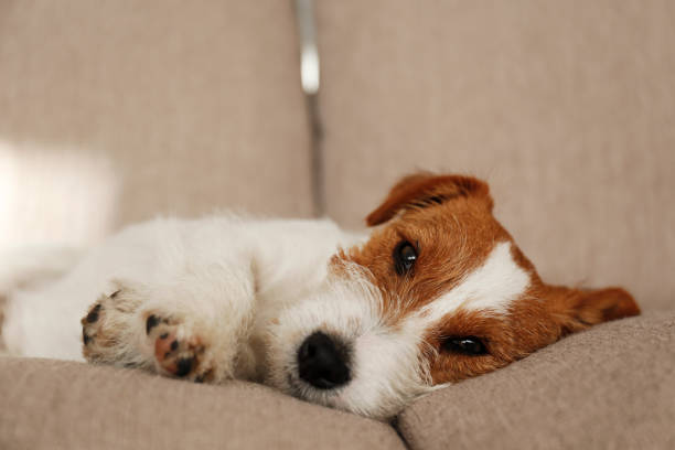 istock Adorable small breed dog chilling at home. 1363767313