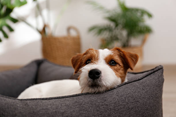 istock Adorable small breed dog chilling at home. 1363767325