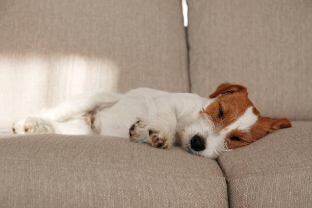 istock Adorable small breed dog chilling at home. 1363767329
