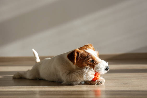 istock Adorable small breed dog chilling at home. 1363767331