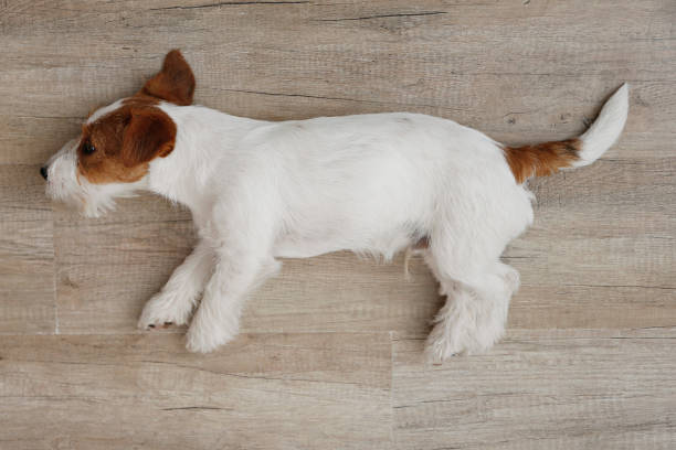 istock Adorable small breed dog chilling at home. 1363767351