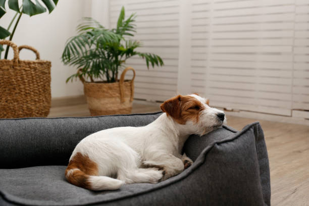 Adorable small breed dog chilling at home. Portrait of four months old wire haired Jack Russell Terrier puppy sleeping in the dog bed. Small rough coated doggy with funny fur stains resting in a lounger. Close up, copy space, background. dog bed stock pictures, royalty-free photos & images