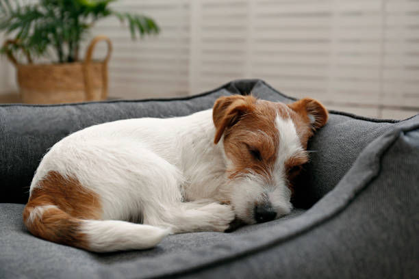 istock Adorable small breed dog chilling at home. 1363767387