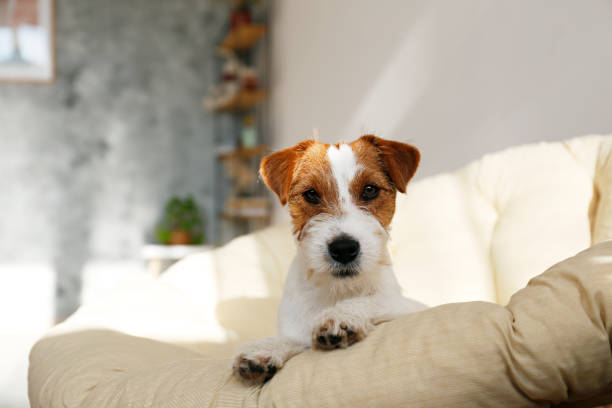 istock Adorable small breed dog chilling at home. 1363767390