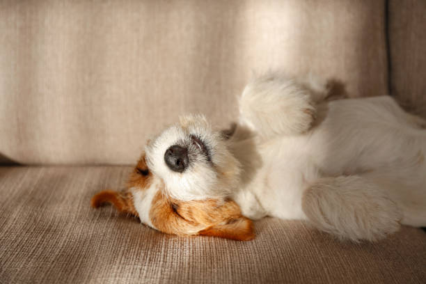 Adorable small breed dog chilling at home. Wire Haired Jack Russell Terrier puppy in the dog bed looking at the camera. Small rough coated doggy with funny fur stains resting in a lounger at home. Close up, copy space, background animal back stock pictures, royalty-free photos & images