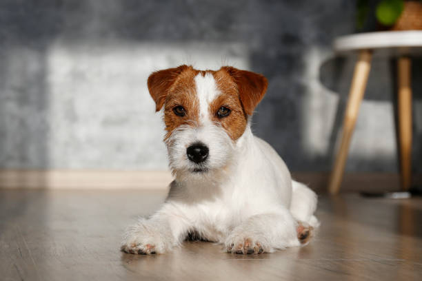 istock Adorable small breed dog chilling at home. 1363767434