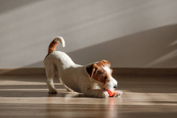 istock Adorable small breed dog chilling at home. 1363767467