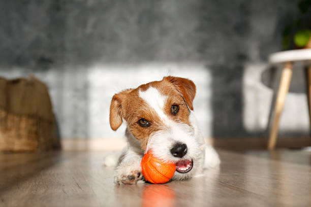 istock Adorable small breed dog chilling at home. 1363767493