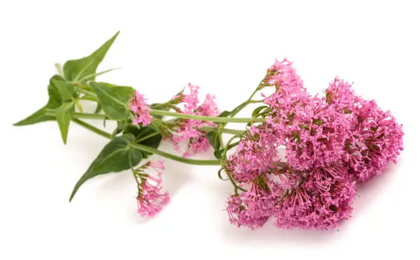 Red valerian flowers isolated on white background
