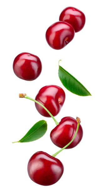 istock Cherry isolated. Falling sour cherries with leaves on white background. Flying cherry. 1363767509
