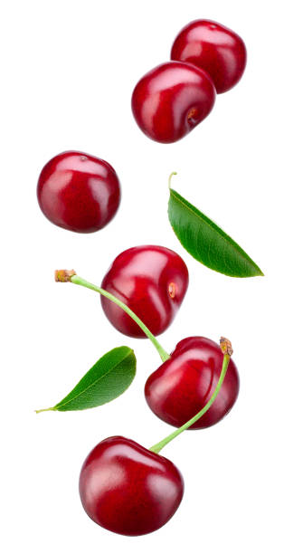 Cherry isolated. Falling sour cherries with leaves on white background. Flying cherry. Cherry isolated. Falling sour cherries with leaves on white background. Flying cherry. cherry stock pictures, royalty-free photos & images