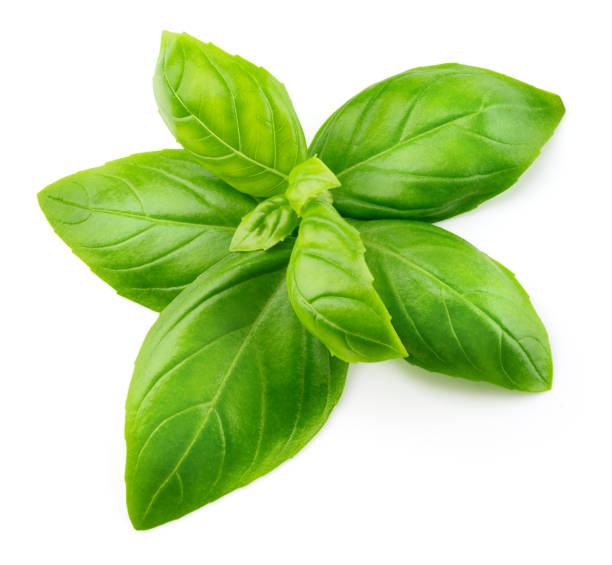 istock Basil isolated. Basil leaf on white. Basil leaves top view. Flat lay design. Full depth of field. 1363767514