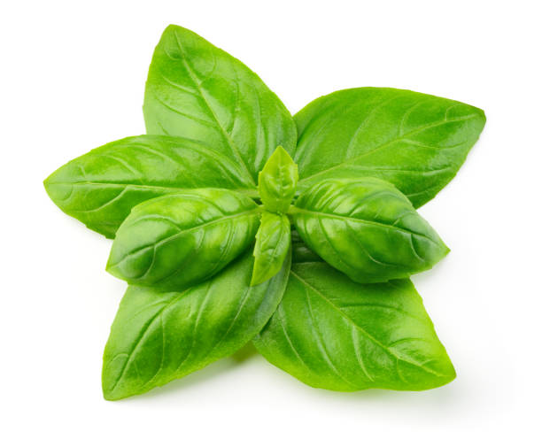 istock Basil isolated. Basil leaf on white. Basil leaves top view. Flat lay design. Full depth of field. 1363767520