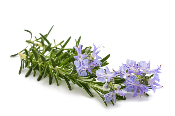 istock Rosemary in  flower 1363767709