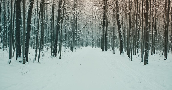 Carretera invernal nevada en un parque forestal sombrío. Clima frío photo
