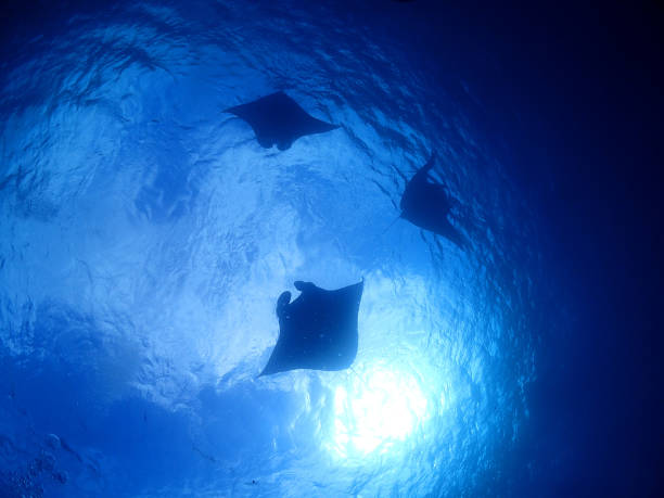 istock Manta watch, Ishigaki island 1363769907