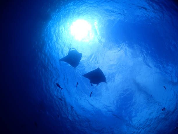 Manta watch, Ishigaki island