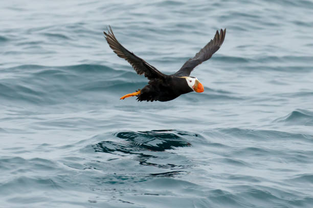 istock tufted puffin in flight low over the water wings extended 1363770037