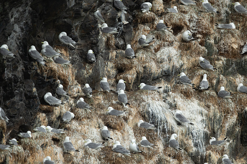 cliffside rookery for kittiwake birds in Alaska