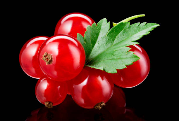 Red currant isolated. Currant red with leaves on black background. Currants on black. Full depth of field.