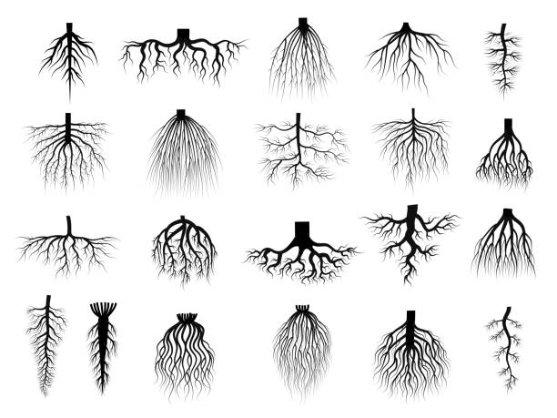 根の植物。クリープツリーからの植物シンボルルートシステム最近のベクトルフラットコレクション分離 - 根点のイラスト素材／クリップアート素材／マンガ素材／アイコン素材