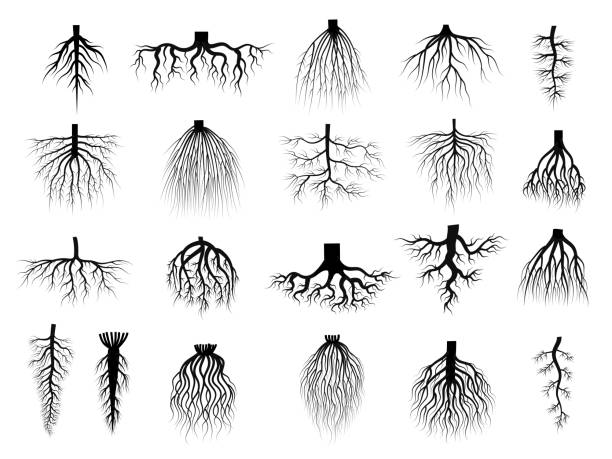 корневые растения. ботанические символы корневых систем из ползучих деревьев недавние векторные плоские коллекции изолированы - tree root environment symbol stock illustrations
