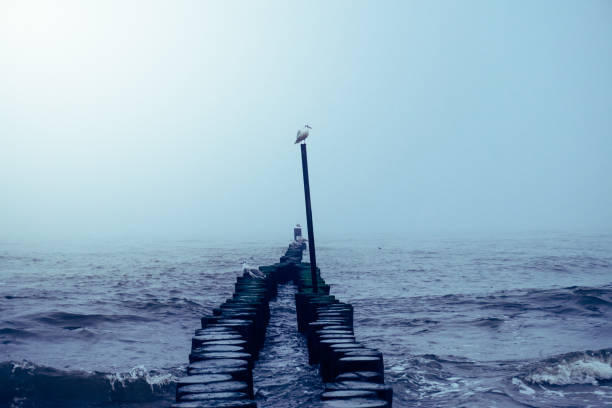 istock Seagulls sitting on wooden groyne on shore 1363771161