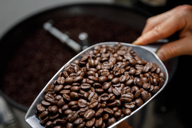 istock hand holding a probe of fresh roasted coffee beans 1363771212