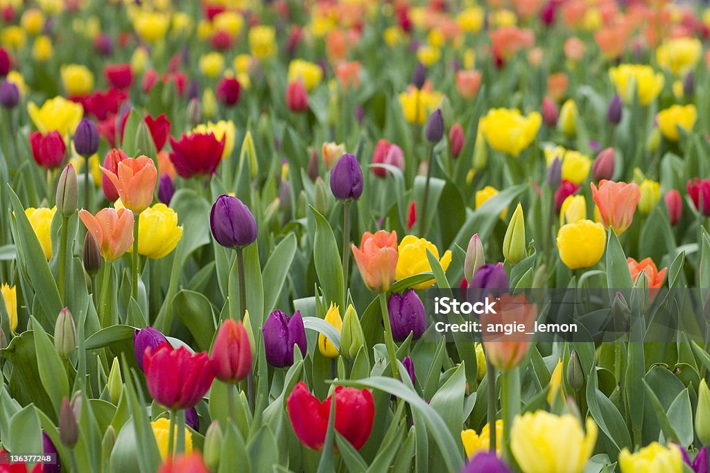 Tulips A mass of red, yellow, purple and orange tulips Agricultural Field Stock Photo