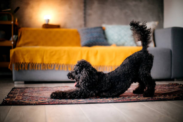 Cute dog stretching in cozy living room stock photo