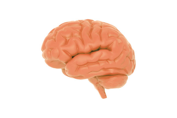istock Human brain isolated on white background, mental health and problems with memory 1363772883