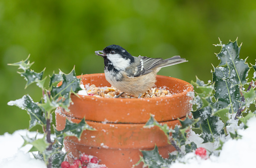 Coal Tit in winter with snow, holly and berries, feeding from seeds in a plant pot.  Facing left with sunflower seed in the beak.  Clean, green background.  Horizontal.  Copy space.
