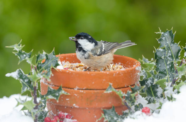 Coal Tit in winter with snow, holly and berries, feeding from seeds in a plant pot.  Facing left with sunflower seed in the beak.  Clean, green background. stock photo