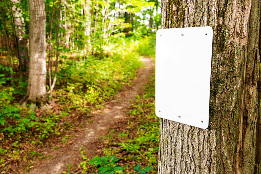 A blank white trail sign on a forest footpath.