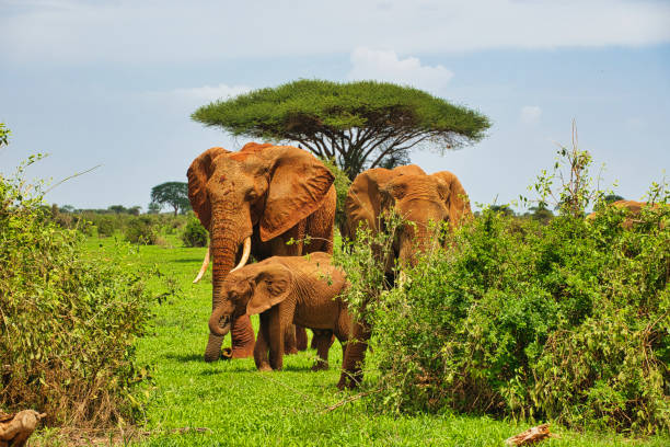 An elephant approaches through golden grass in the Maasai Mara, Kenya. The scene is framed by a lone acacia tree and rolling hills, capturing the spirit of East Africa’s iconic landscapes.