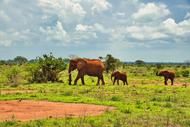 istock Elephants in Amboseli National Park in Kenya 1363775709