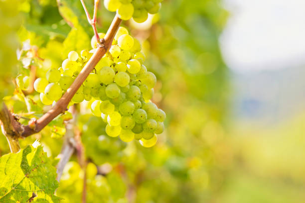 raisins de vin blanc dans un vignoble - sunlit grapes photos et images de collection