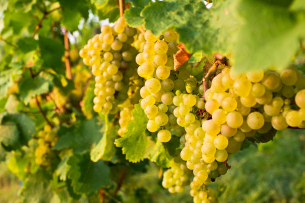 istock Grapes of white wine in a vineyard 1363777051