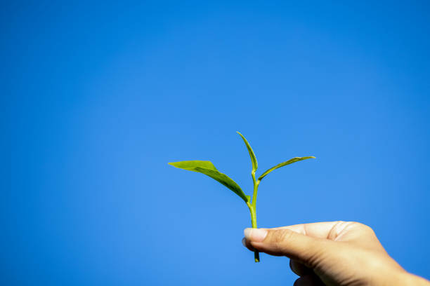 istock Closeup hand picking  tea leaves isolated background 1363777061