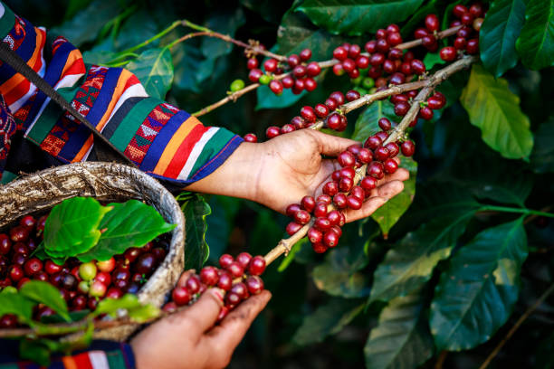 istock red coffee beans in hand farmers 1363777064