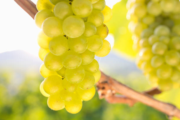 istock Grapes of white wine in a vineyard 1363777082