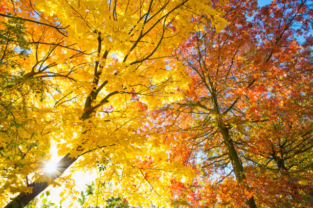istock Maple leaves in the sunligt in fall 1363777084
